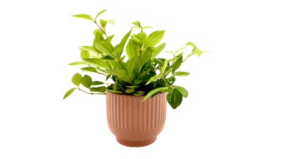 Plant with pot: $16.98