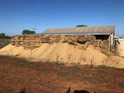 Mice have destroyed these hay bales in central west NSW. mouse plague
