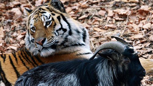 Amur the tiger and Timur the goat: star-crossed lovers