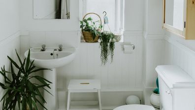 The indoor plants that will thrive in your bathroom