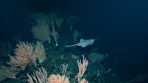 The team were left shocked when a Pacific white skate swopped down.