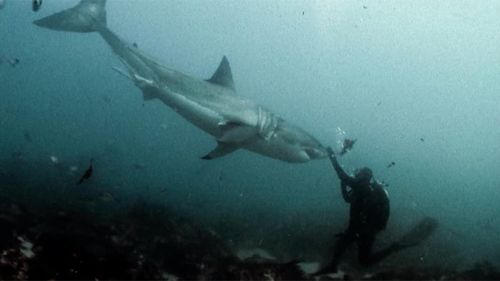 As the largest predatory fish on Earth, great white sharks can grow to an average of 4.5m in length, though individuals exceeding 6m have been recorded. (Facebook)