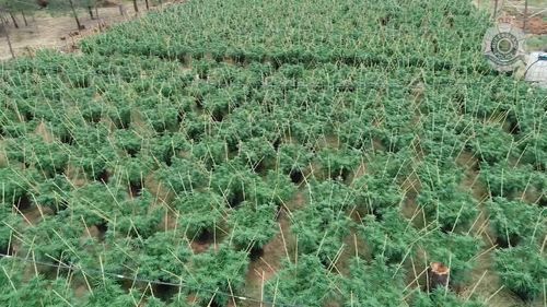 Queensland Police have uncovered a major cannabis operation 50 kilometres west of Warwick.