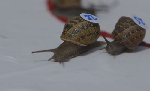 Anyone can enter. Your snail just needs a numbered sticker for ID. Image: Supplied