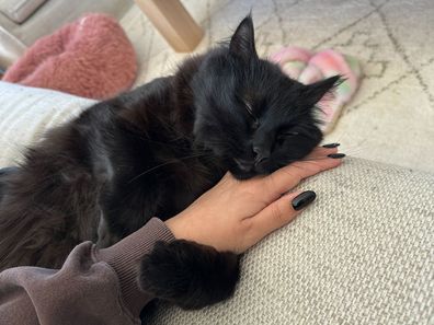 Kovu, a black cat, snuggled up to my hand.