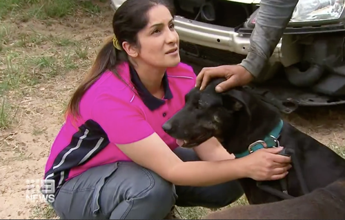 The puppies' mother has not eaten since Sun and Jay Jay were stolen.