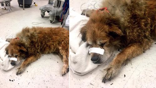 ‘Hero’ dog found shielding unconscious owner from house fire