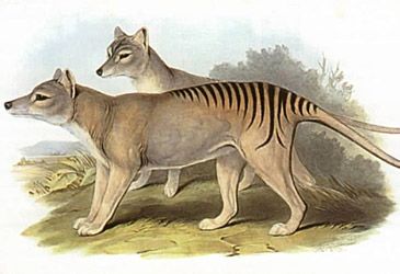John Gould's thylacine is reproduced on which brewer's beer labels?