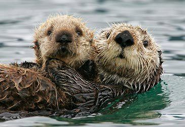 The sea otter is endemic to which region?