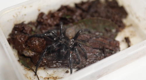 Unveiling the Leg Span of the Mighty Funnel Web Spider