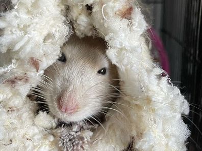 Christine Savanah's pet rat Leopold snuggled up in his enclosure.