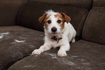 Jack Russell dog hair shedding on sofa