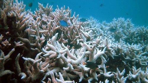 Above average water temperatures has been one of the major factors impacting on the coral. (AAP)