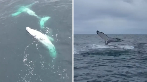Another dancing pair were spotted near Noosa, and gave fishermen a thrilling performance. 