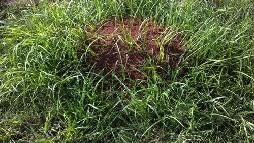 A fire ant nest in Queensland.