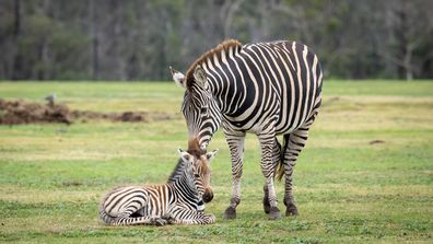 Werribee Open Range Zoo