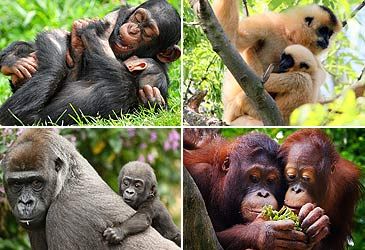 Which of the great apes is the closest living relative of humans?