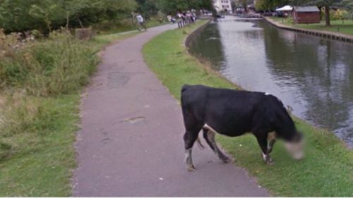 Cow's face blurred for privacy by Google Maps 