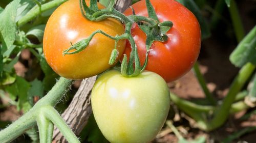 More than half of harvested edible tomatoes thrown in the bin, study finds