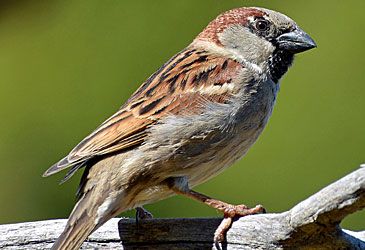 When was the house sparrow introduced to Australia?