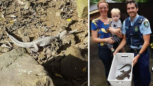 The baby croc is one of two missing from a mobile Sydney wildlife show. (9NEWS)