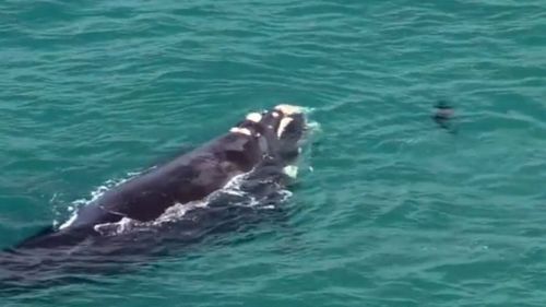 There has been an increase in whale sightings on the east coast in recent weeks. Image: Supplied