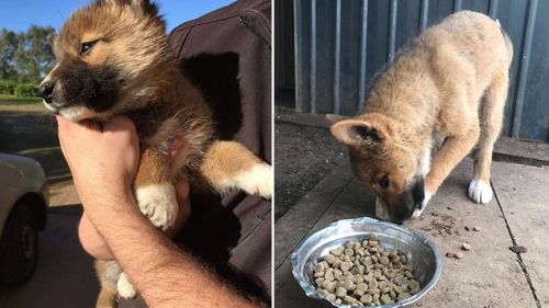 Residents initially thought the animal was a fox or dog and looked after it for a day before taking it to the Alpine Animal Hospital.