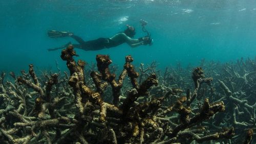 Corals near Lizard Island. (XL Catlin Seaview Survey)