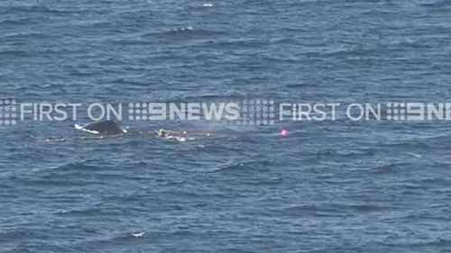Whale freed after becoming trapped in shark nets off Gold Coast