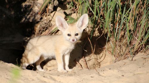The Fennec Fox is the world's smallest species of fox. (Taronga Zoo)
