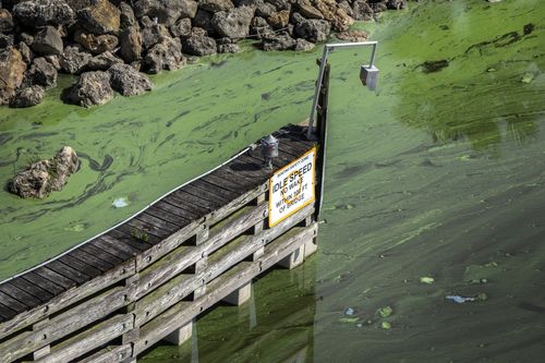 The blue-green algae is separate to the 'red tide' and is directly related to agricultural and urban runoff. Picture: AP