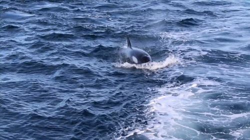 The predators are in the area hunting humpbacks which are making their annual migration north to warmer waters. Picture: 9NEWS