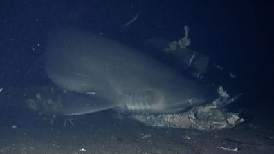 Alien sharks bluntnose sixgill shark