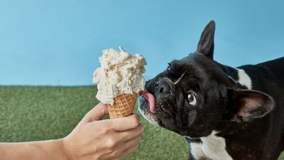 Human and dog friendly ice cream