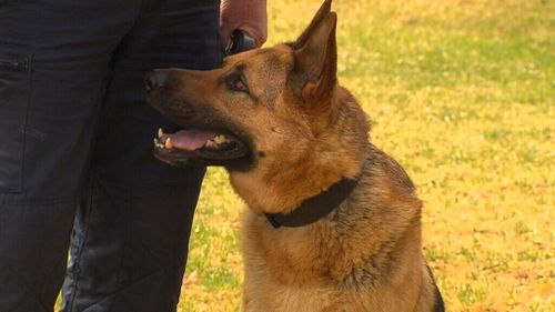 Once retired, PD Ink will remain with Senior Constable Potter as a family pet. (9NEWS)