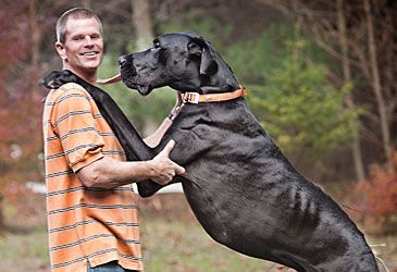 How tall was Great Dane Zeus, once the world's tallest dog, from paw to withers?