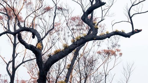 New growth in abundance, even in drought.