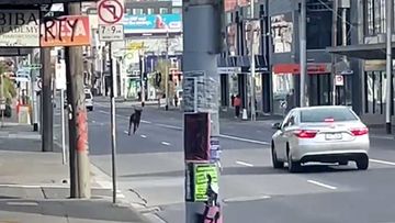 A deer seen running through the streets of Fitzroy this morning.