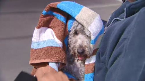 Dog rescued after becoming stuck under Melbourne tram