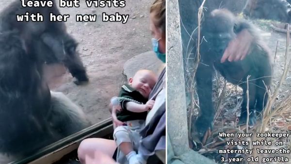 The keeper nuzzles with eight-weeks-old gorilla baby 'Mary Two' at