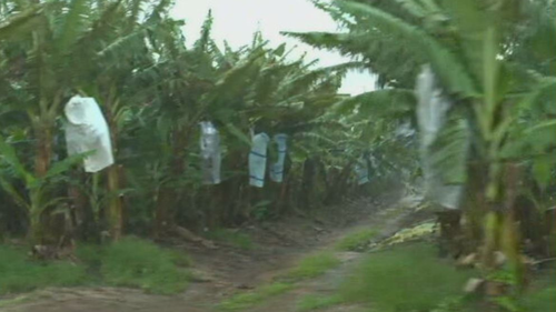 Queensland banana farms weather concerns 