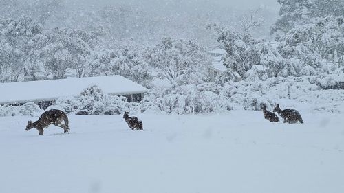 Kangaroos in the snow on a property between Berridale and Jindabyne in NSW.
