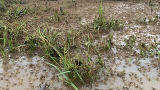 Fires, floods, now funnel-web spiders: Australia facing arachnid boom -  National