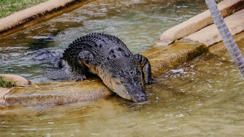 Crocodile research scientists Australia Zoo 
