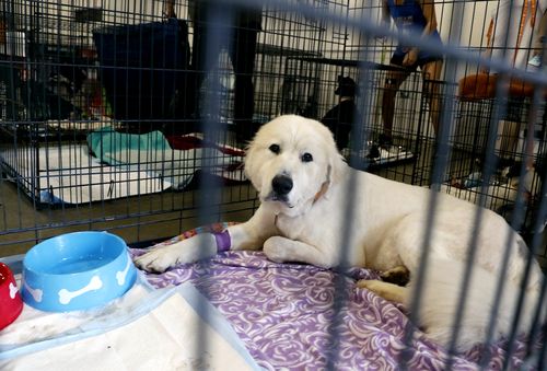 Pearl, a Great Pyrenees rescued from an animal shelter in Carteret County, being cared for in Raleigh, North Carolina.