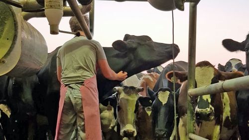 Dairy cows lining up for a milking.