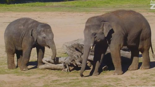 Elephants could be making their return to South Australia for the first time in nearly 30 years. Preparations are underway to bring three at first with plans to set up an entire herd but to make it happen the public will have to chip in. Zoos SA has announced plans to bring Burma from Auckland to Monarto Safari Park in Adelaide along with 33-year-olds Permai and Putra Mas from Perth.