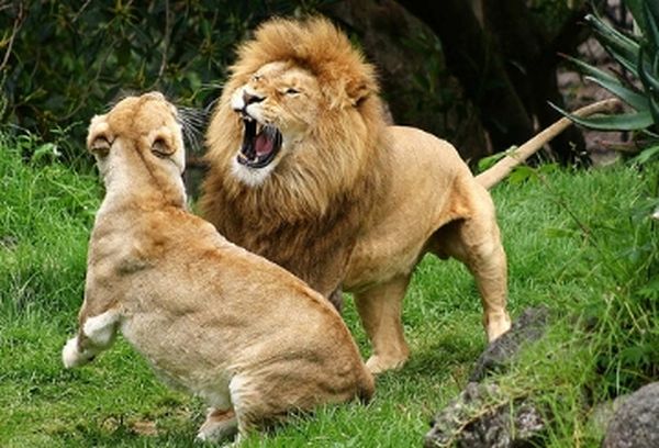 The Zoo