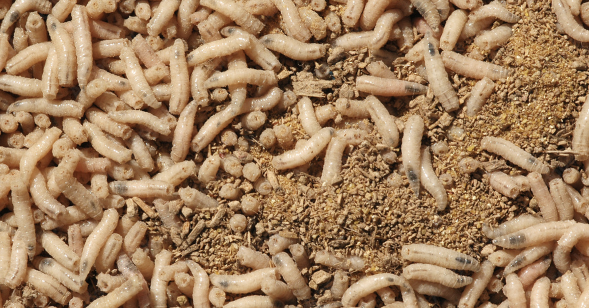 Maggot therapy spikes in Britain amid increase in antibiotic resistance