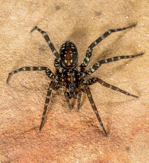 The man tried to kill the wolf spider with a blowtorch. (AAP)